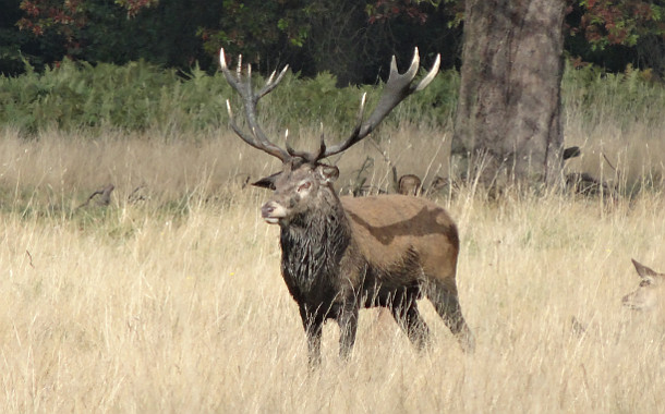 Stag in Richmond Park